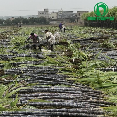 廣西黑皮甘蔗基地—南桂農副產品經營部 優質甘蔗批發，價格實惠