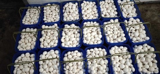 甘肅臨澤雙孢菇 戈壁灘上的白色珍珠，產地批發價3.80元/斤